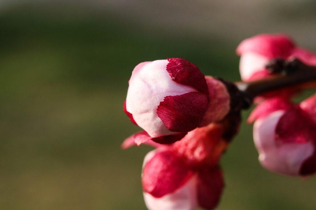 découvrez des conseils efficaces pour traiter et prévenir les boutons, améliorer la santé de votre peau et retrouver un teint clair et éclatant.