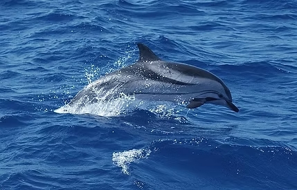 excursion dauphin Martinique