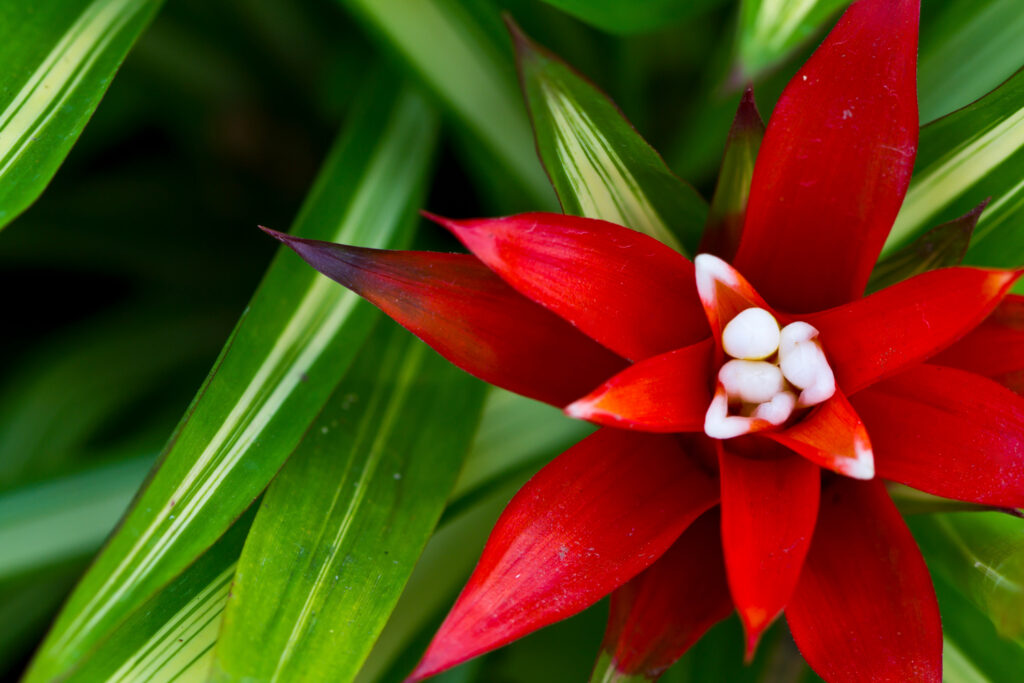 fleurs tropical