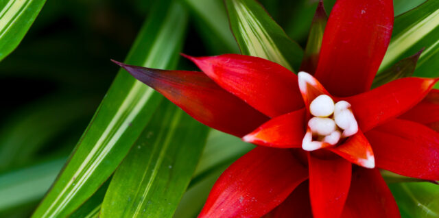 fleurs tropical